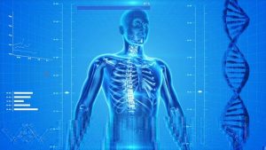 Inside look of a human upper skeletal system